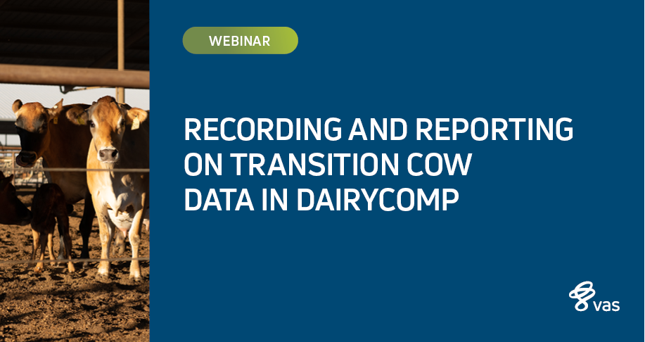 RECORDING AND REPORTING ON TRANSITION COW DATA IN DAIRYCOMP